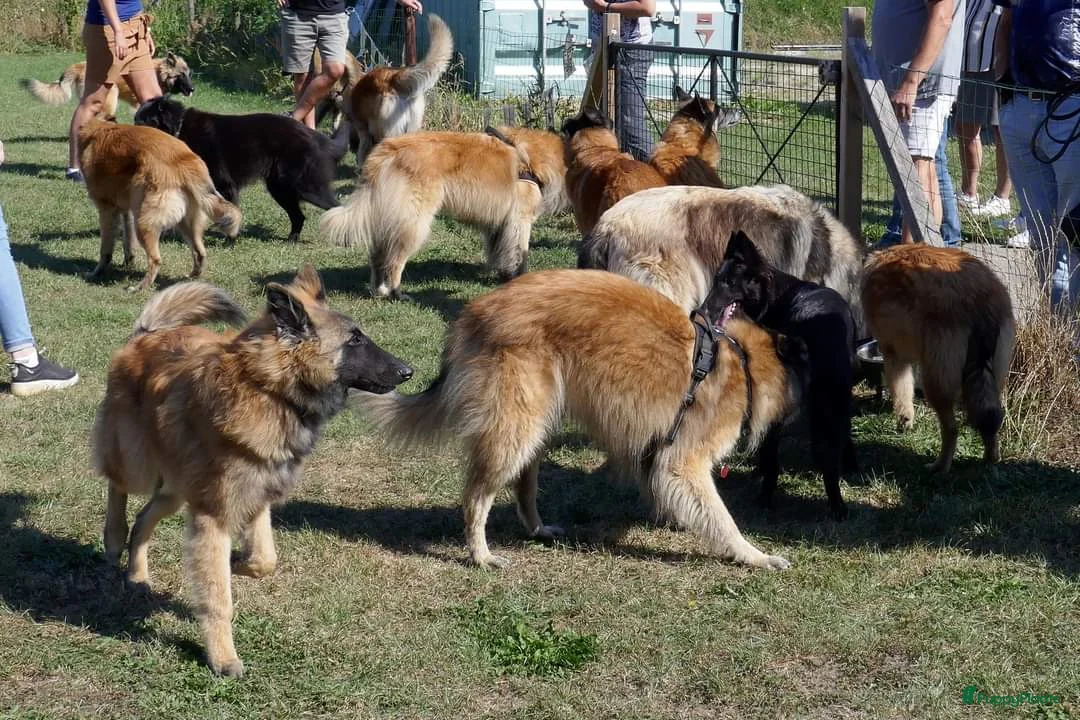 Galerij afbeelding {{count}}