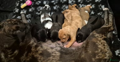 Rhodesian Ridgeback honden - Advertentie 1