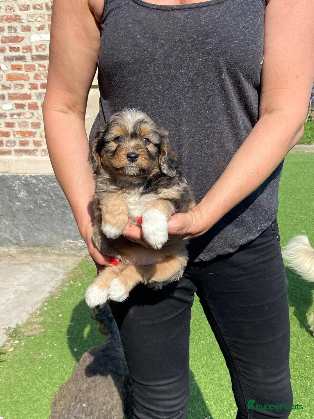 Aussiedoodle honden te koop: Australian doodle miniatuur - Advertentie 2