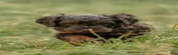 Kruising honden te koop: Dwergpoedel x Boompoo pups  - Advertentie 6