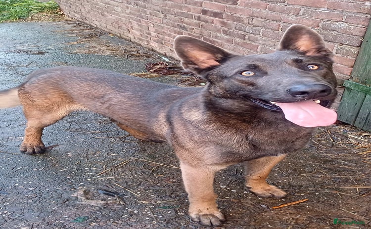 Mechelse Herder honden - Advertentie 10