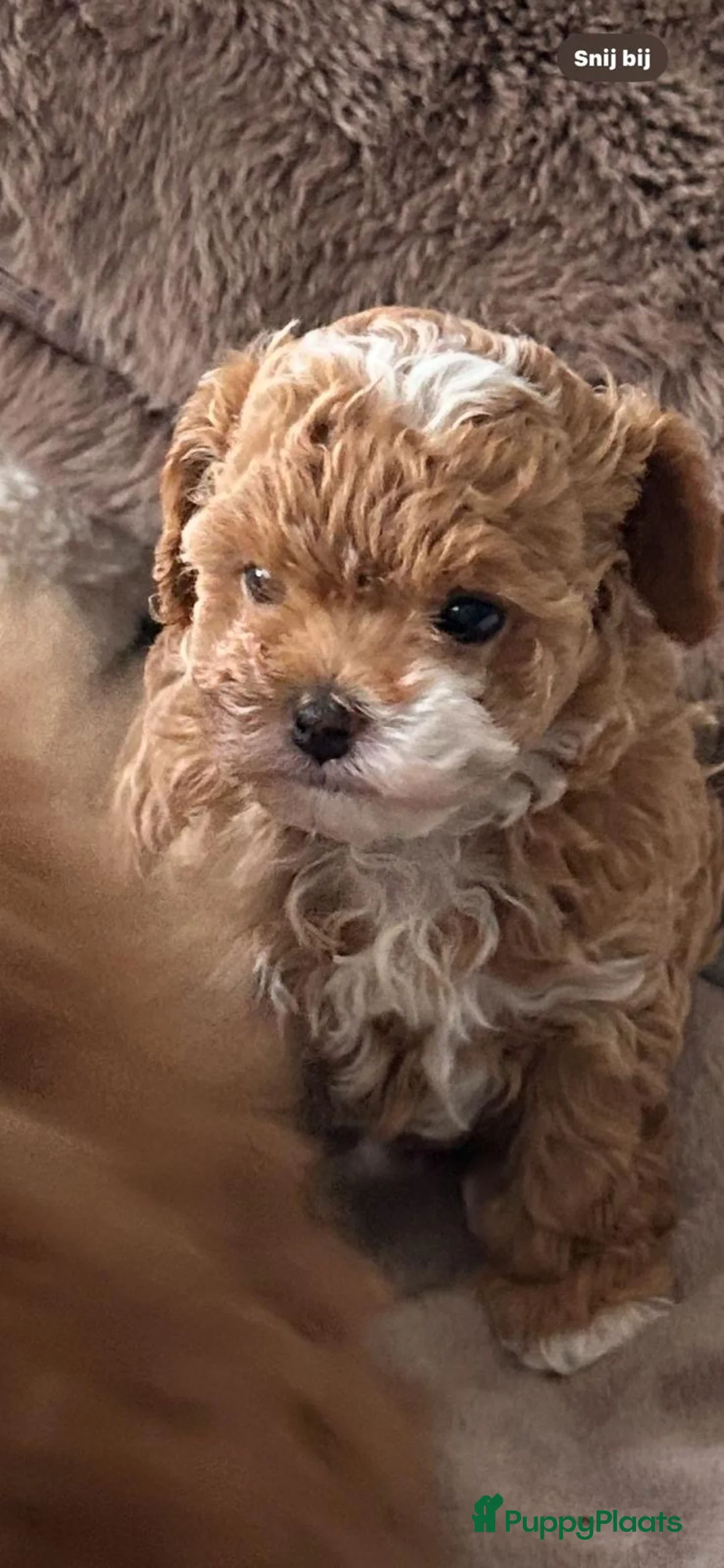 Shihpoo honden te koop: Mini shihpoo - Advertentie 4