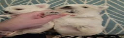 Maltezer honden te koop: Kleinblijvende Maltezer puppy reutjes  - Advertentie 5