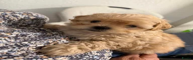Shihpoo 1