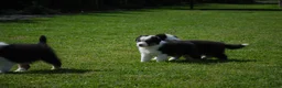Australian Shepherd honden te koop: Australische herder pups geboren op boerderij (BE) - Advertentie 15