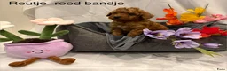 Poedel Toy honden te koop: Toy poedel puppy's - Advertentie 6