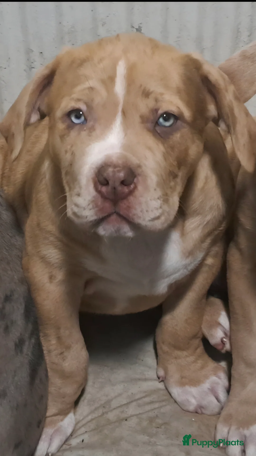 Amerikaanse Bully honden te koop: ABKC XL Meets DBKC XXl - Advertentie 4