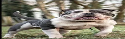 Old English Bulldog honden te koop: Prachtige Old English Bulldog pups - Advertentie 12