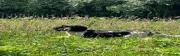 Kruising honden te koop: Nestje met Sproodle / Springerdoodle pups  - Advertentie 6
