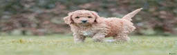 Labradoodle honden te koop: prachtige labradoodle x australian labradoodle - Advertentie 3