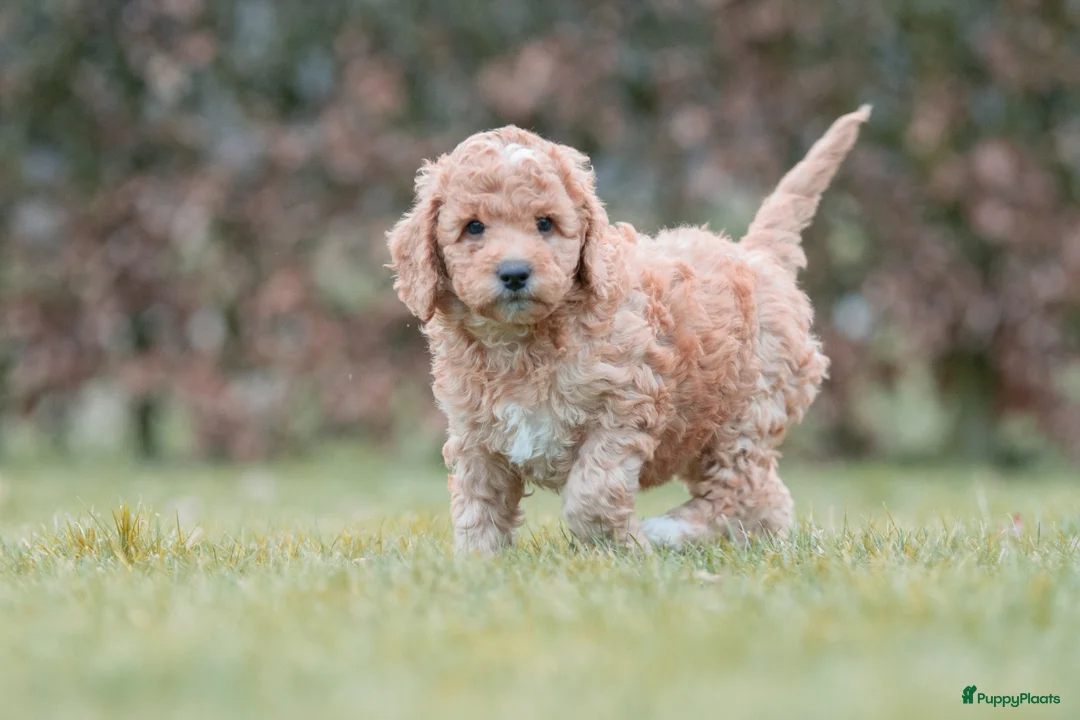 Labradoodle honden te koop: prachtige labradoodle x australian labradoodle - Advertentie 3