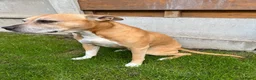 American Staffordshire Terriër honden te koop: American Staffordshire Terrier 9 gezonde pups - Advertentie 10