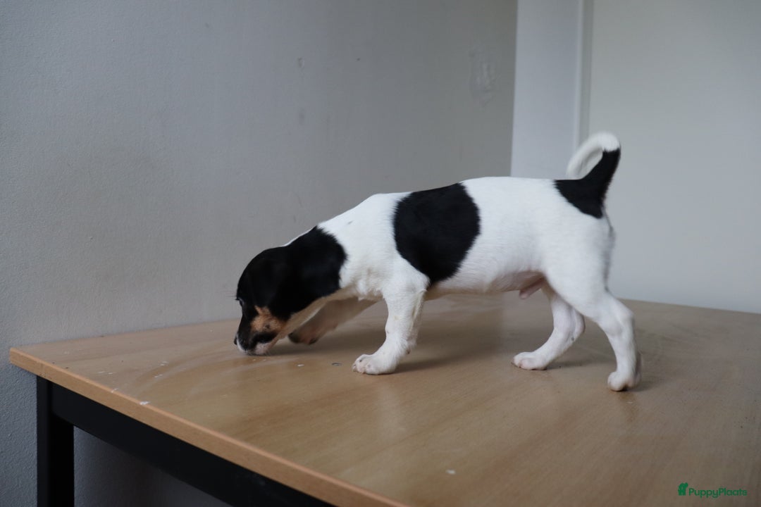Jack Russel Terriër honden te koop: Mega Mooie jacks te koop - Advertentie 8