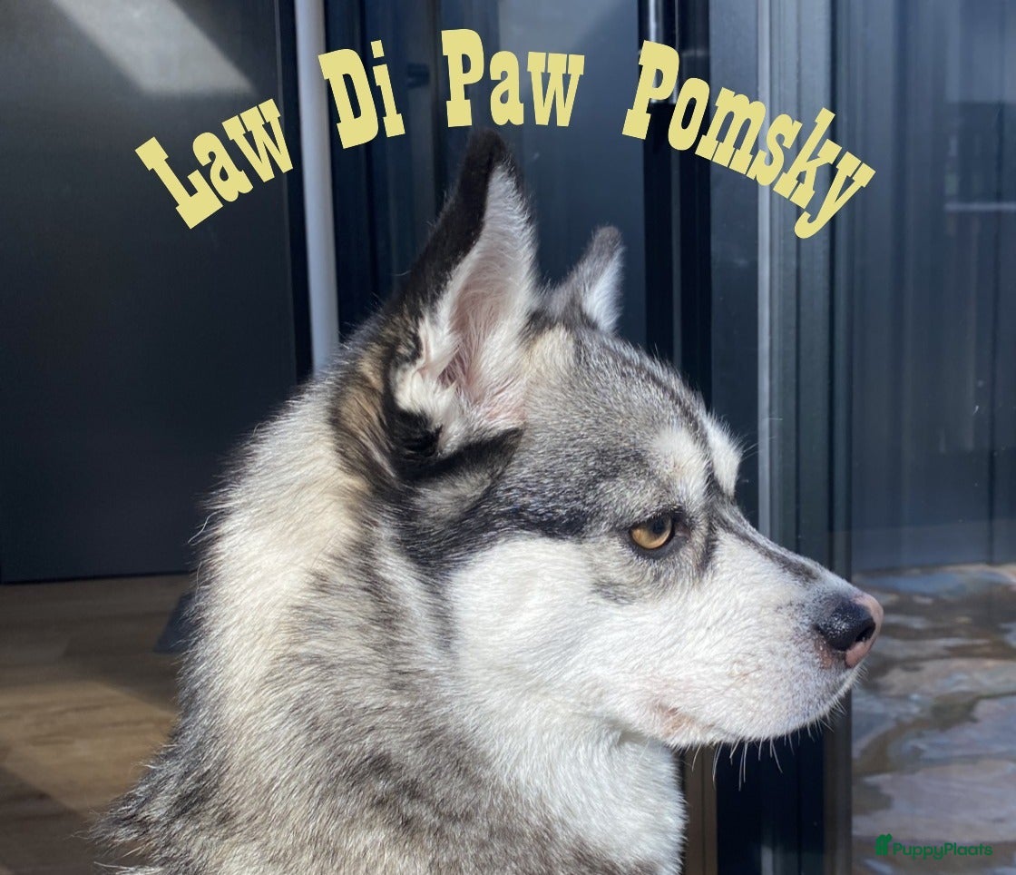Pomsky honden Pomsky puppy’s F4+, 100% Amerikaanse bloedlijn - Advertentie 2