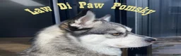 Pomsky honden te koop: Pomsky puppy’s F4+, 100% Amerikaanse bloedlijn - Advertentie 2