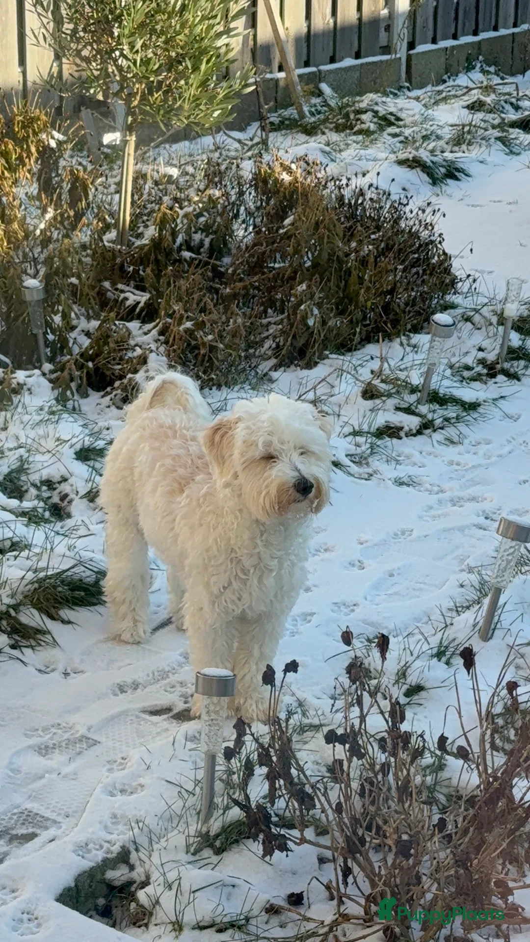 Maltipoo honden ter dekking: 💎Lieve Maltipoo reu beschikbaar voor dekking - Advertentie 2