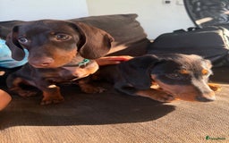 Teckel (korthaar)  honden te koop: 2 reutjes zoeken nieuw huisje - Afbeelding 2