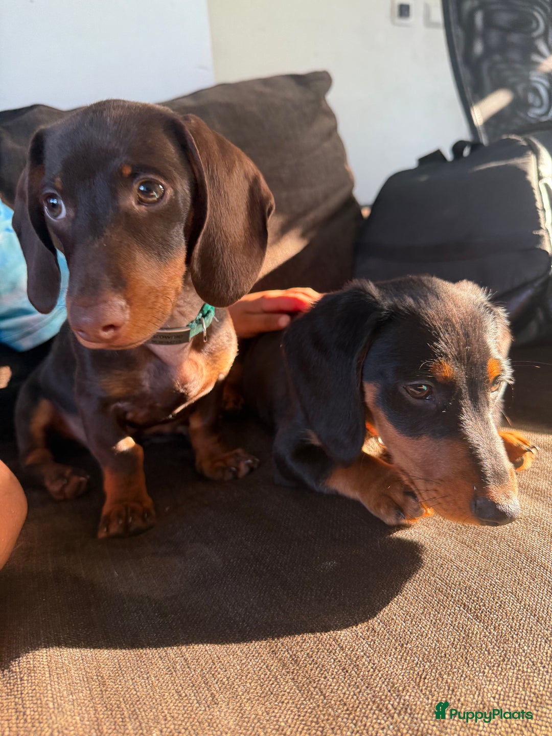 Teckel (korthaar)  honden te koop: 2 reutjes zoeken nieuw huisje - Afbeelding 2