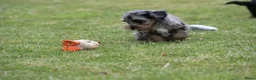 Kruising honden te koop: Knappe Boompoo pups - Advertentie 3