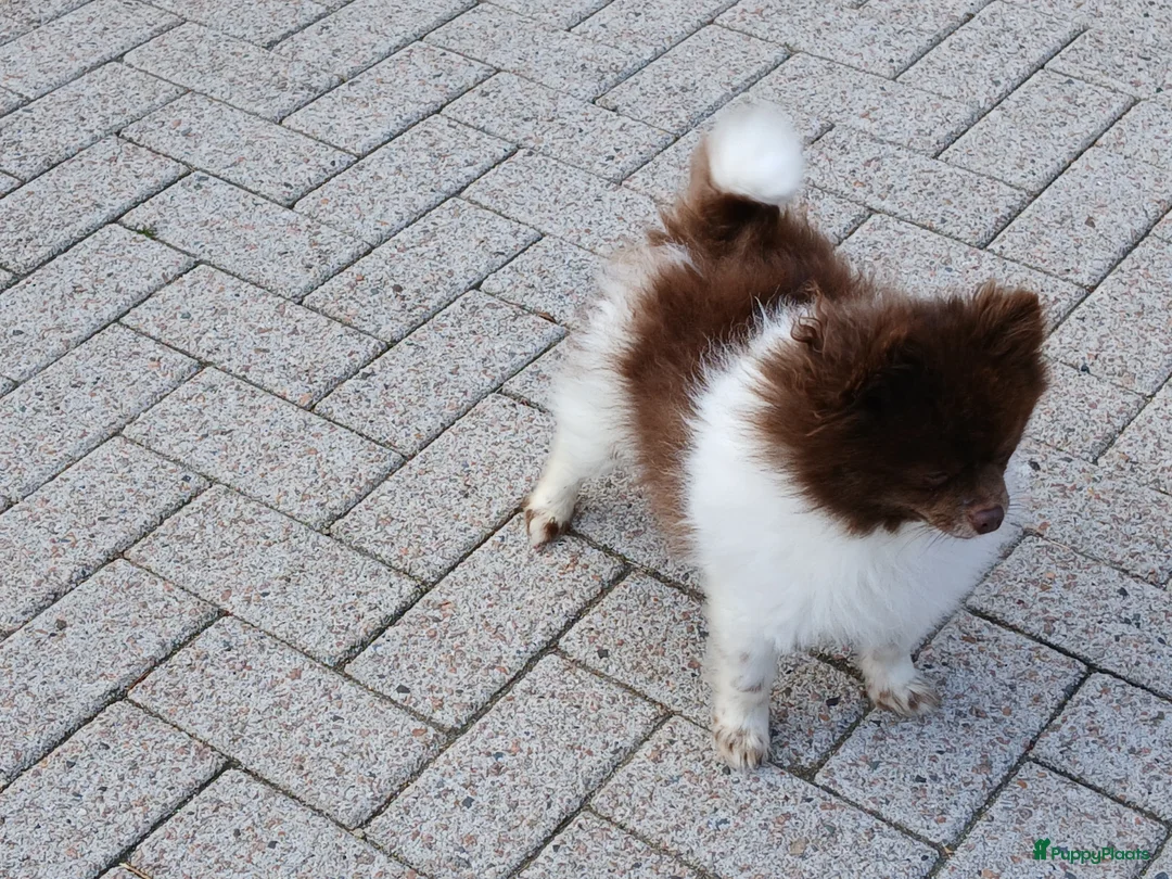 Pomeriaan honden ter dekking: Mooi pomeriaanreutje  - Advertentie 2