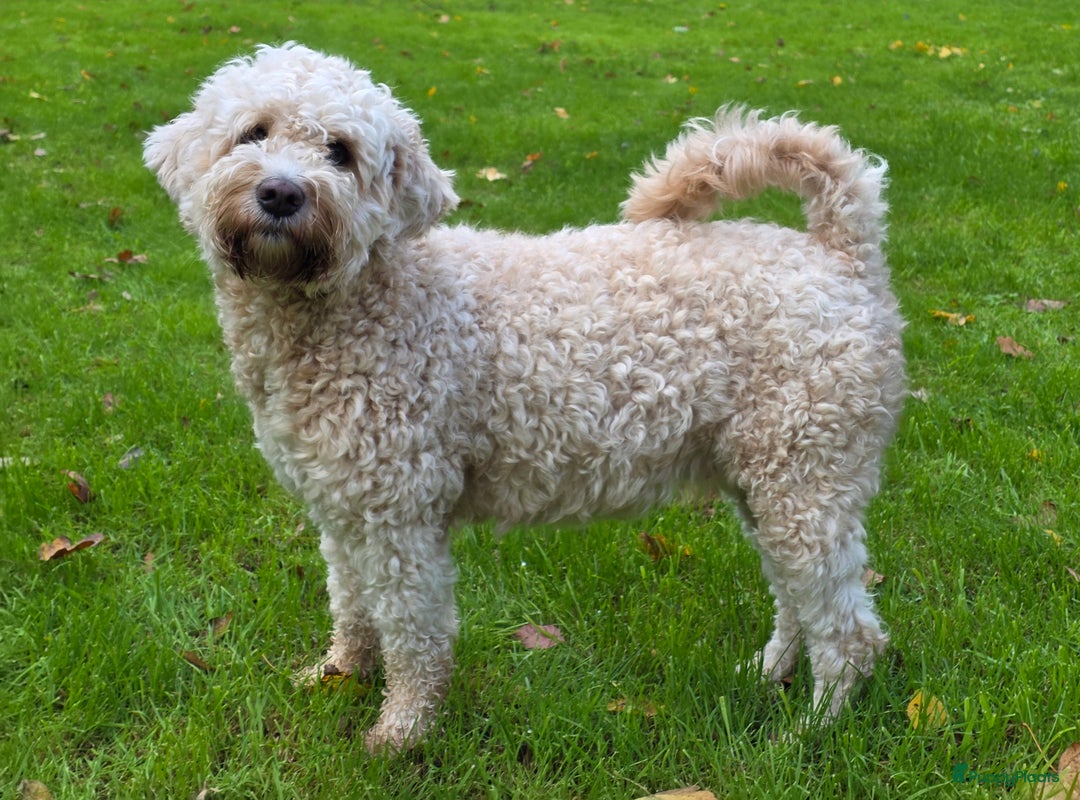 Goldendoodle honden te koop: Goldendoodle multigen middenslag reu te koop - Advertentie 22