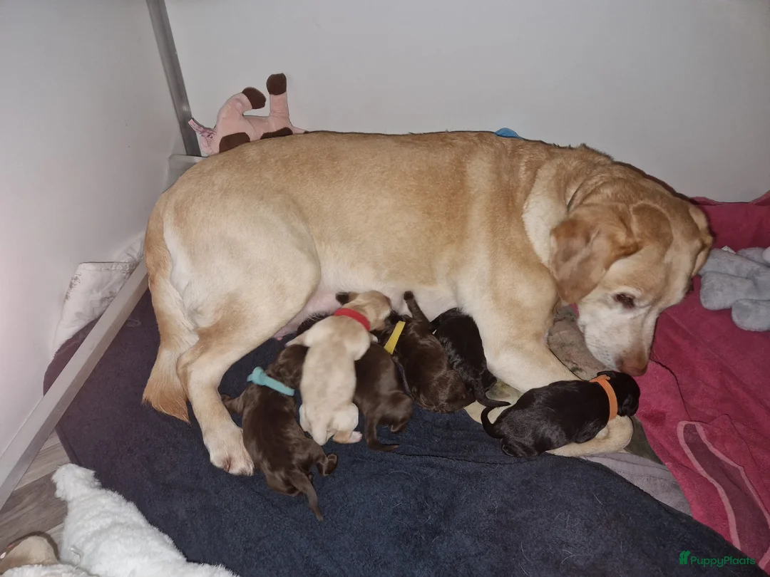 Labradoodle honden te koop: Labradoodle pups  - Advertentie 2