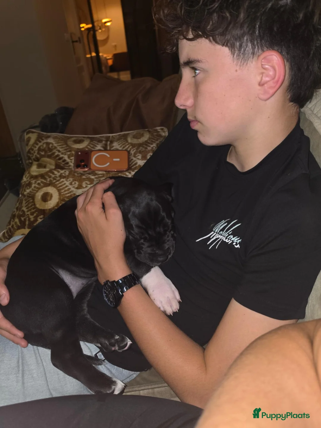 Duitse Dog honden te koop: Duitse dog teefje - Advertentie 11
