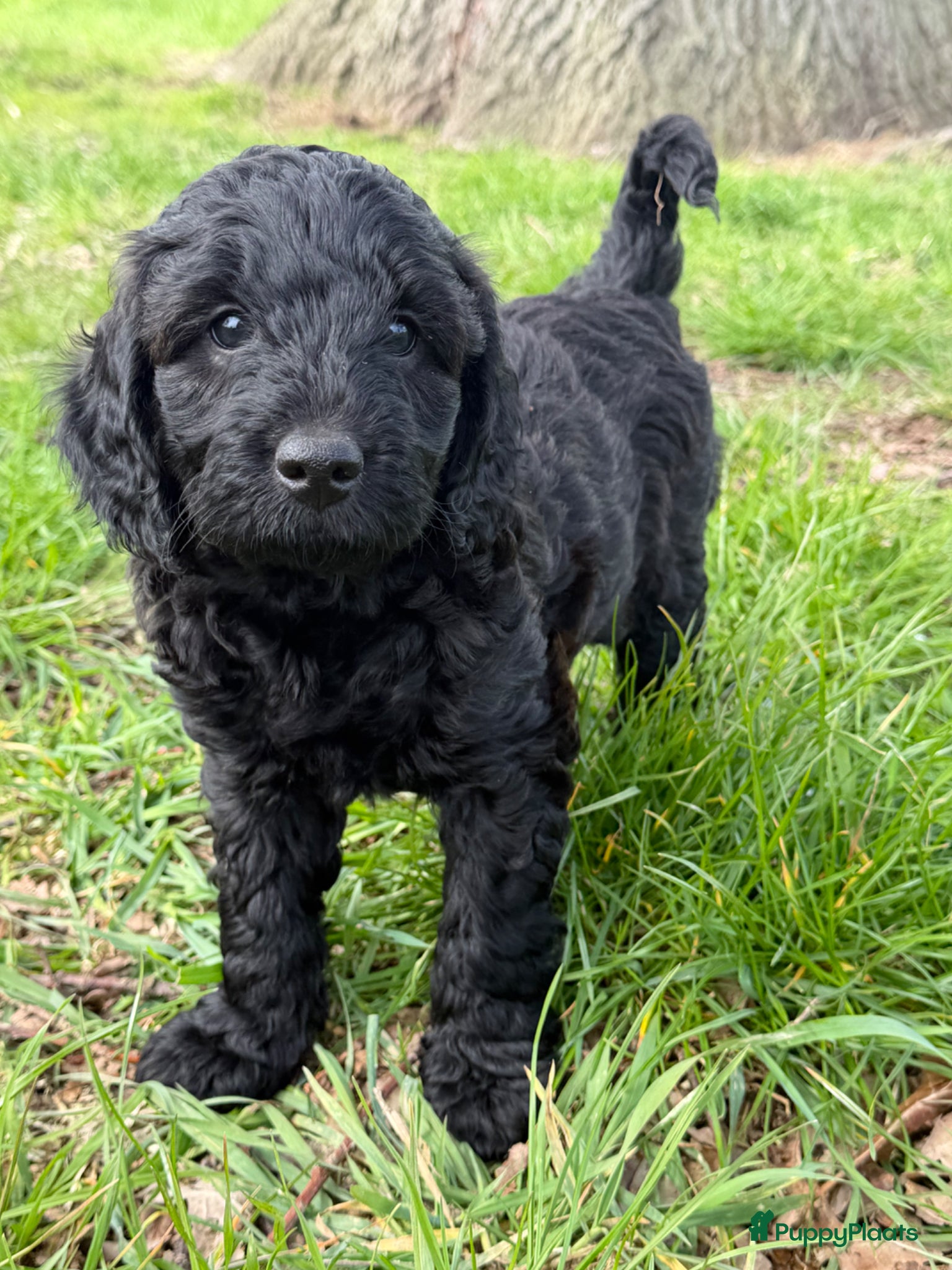 Labradoodle honden Labradoodles medium  - Advertentie 2