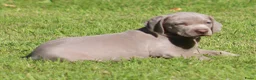 Weimarse Staande Hond korthaar honden te koop: Weimaraner pups - Advertentie 5