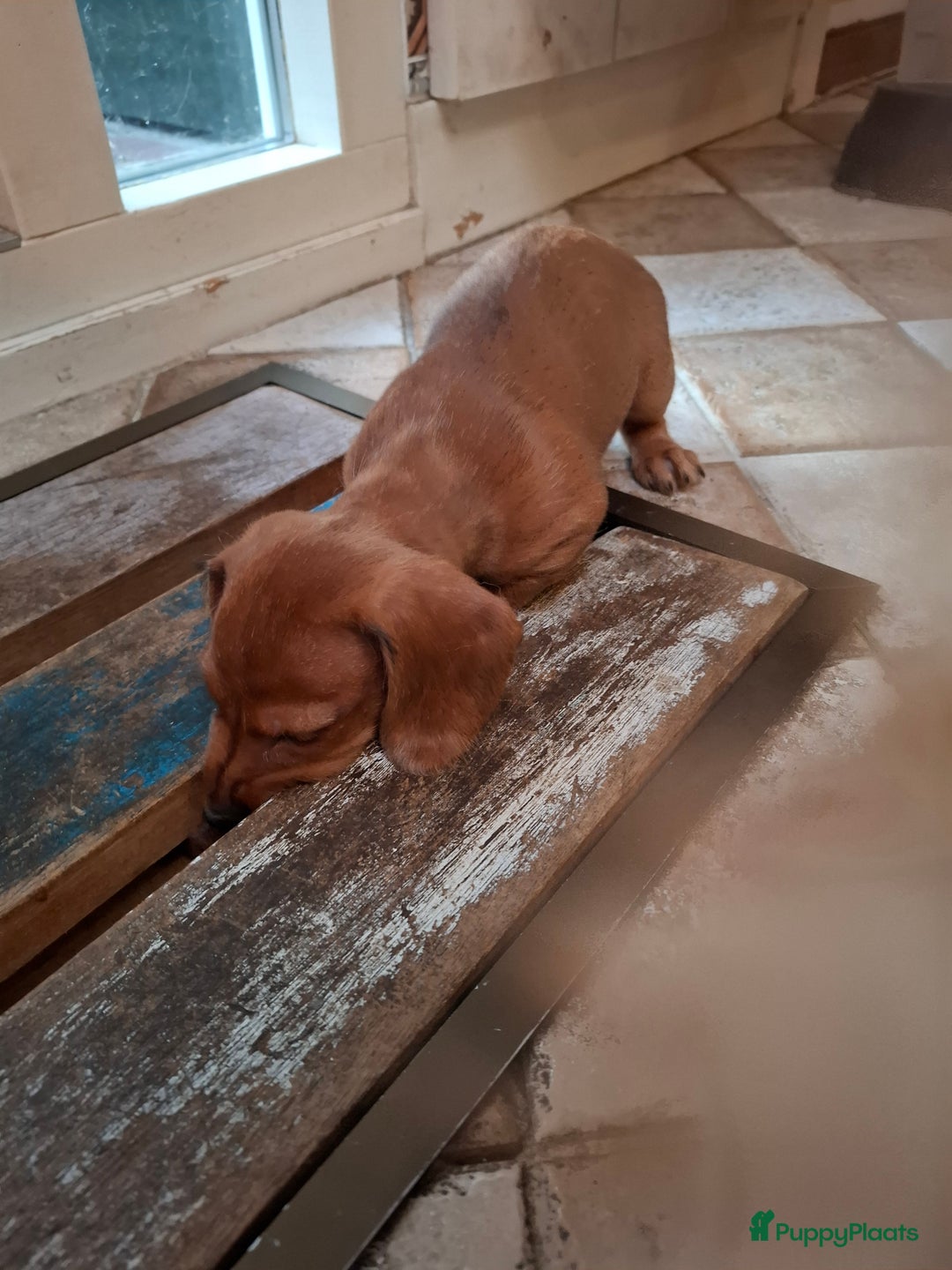 Ruwhaar Teckel honden te koop: Choco bruin teefje - Advertentie 9