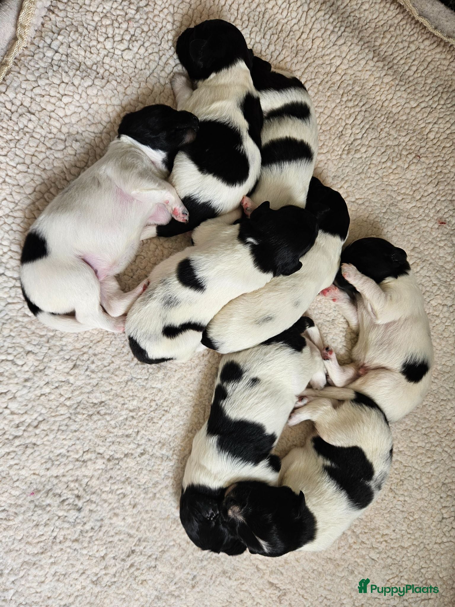Friese Stabij honden Prachtige Friese Stabij pups (teefjes) - Advertentie 9