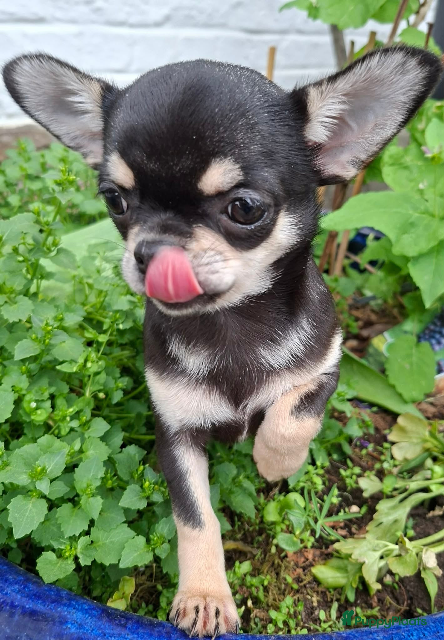 Chihuahua honden Chihuahua  - Advertentie 4