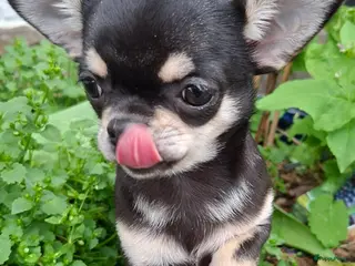 Chihuahua honden Chihuahua - Advertentie 4