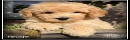 Kruising honden te koop: Boompoo F1b pups. Boomer x Poedel .middelslag. - Advertentie 11
