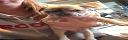 Franse Bulldog honden te koop: Franse bulldog pupjes - Advertentie 3