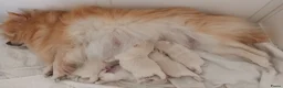 Pomeriaan honden te koop: Prachtige pomeriaan pups - Advertentie 10