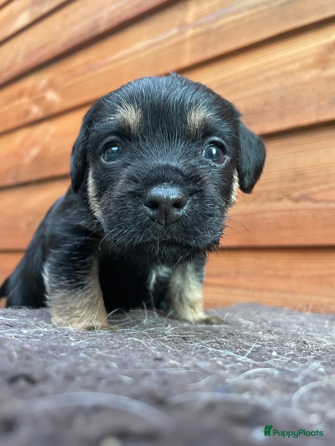 Border Terriër honden te koop: Border Terriër pups te koop - Afbeelding 11