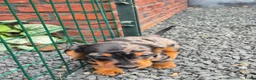 Teckel (korthaar)  honden te koop: Dwerg teckel pups - Advertentie 7