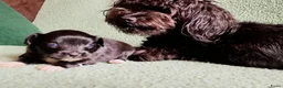 Kruising honden te koop: Orginele Papipoo - Advertentie 2