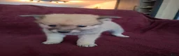 Pomsky honden te koop: 5 pomsky pups - Advertentie 17