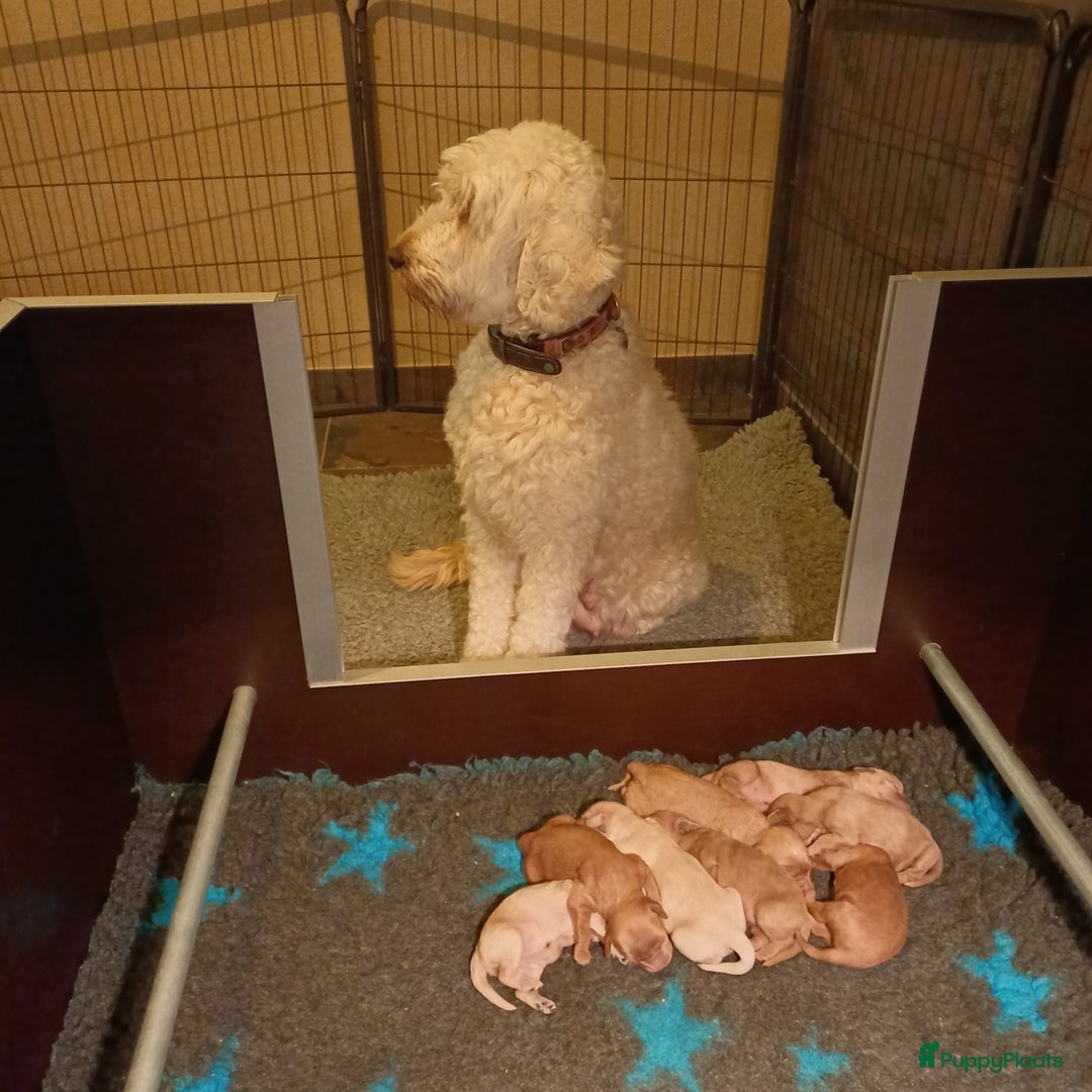 Labradoodle honden te koop: Prachtige multigen labradoodle pups - Advertentie 3