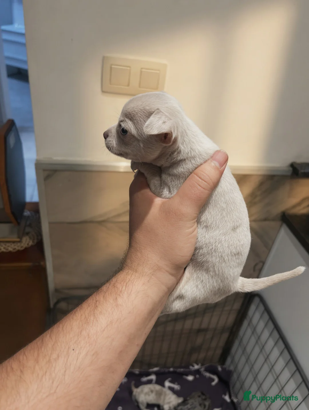 Chihuahua honden te koop: Mini Chihuahua - Advertentie 2