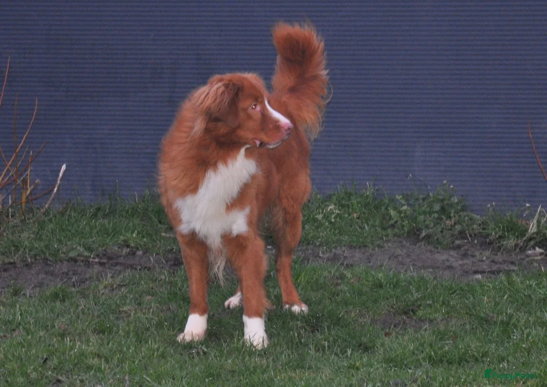 Nova Scotia Duck Tolling Retriever honden te koop: Speelse Nova Scotia Duck Tolling Retriever pups  - Advertentie 38