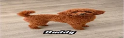Poedel Toy honden ter dekking: kleine toy poedel dekreu donker rood rocky - Advertentie 2