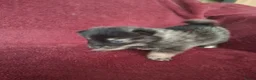 Pomsky honden te koop: 5 pomsky pups - Advertentie 13