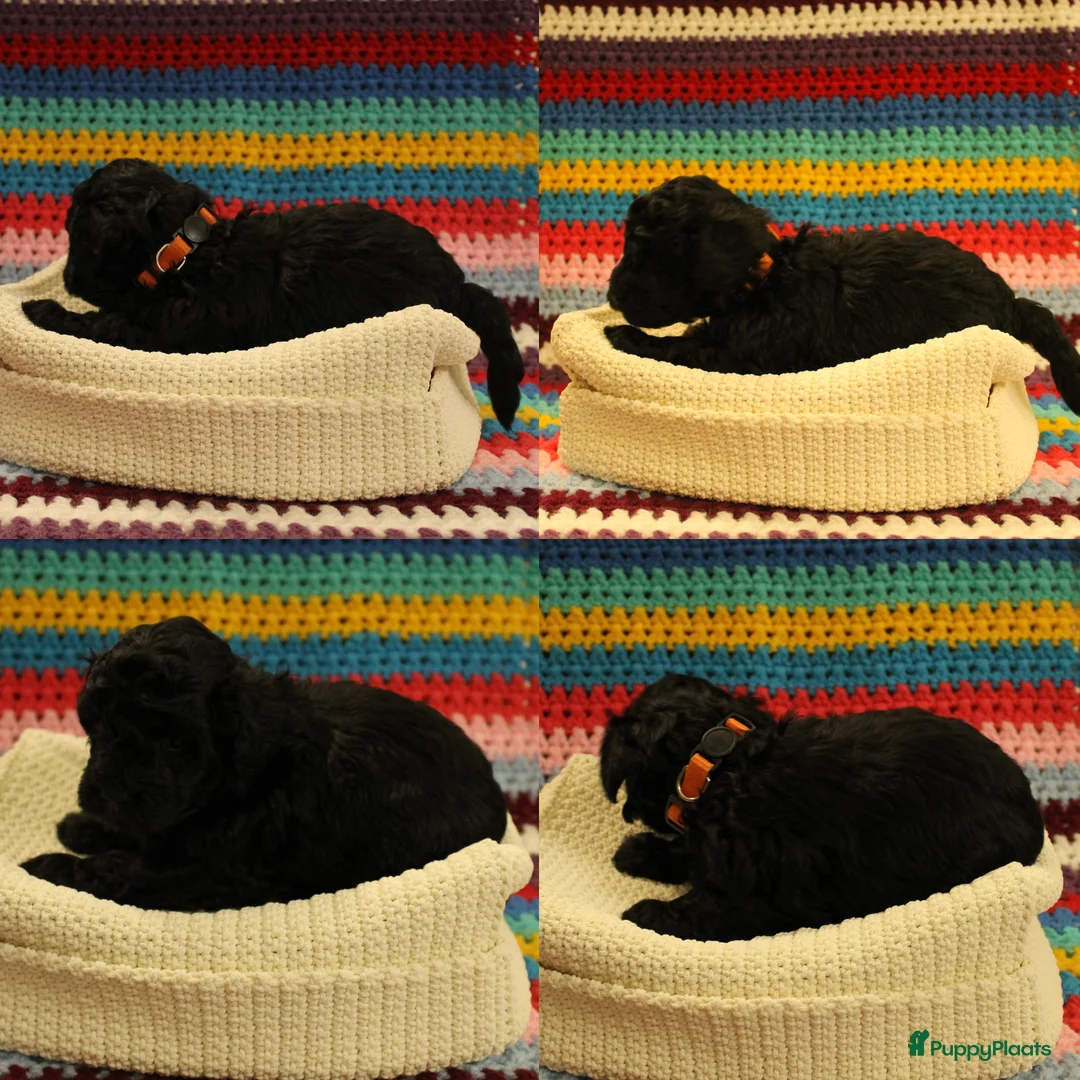 Maltipoo honden te koop: Fantastisch zwarte Maltipoo F1b 🥰 Anti-allergie - Advertentie 25