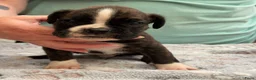 Boxer honden te koop: Mooie boxer pups in Baarle-Nassau - Advertentie 7