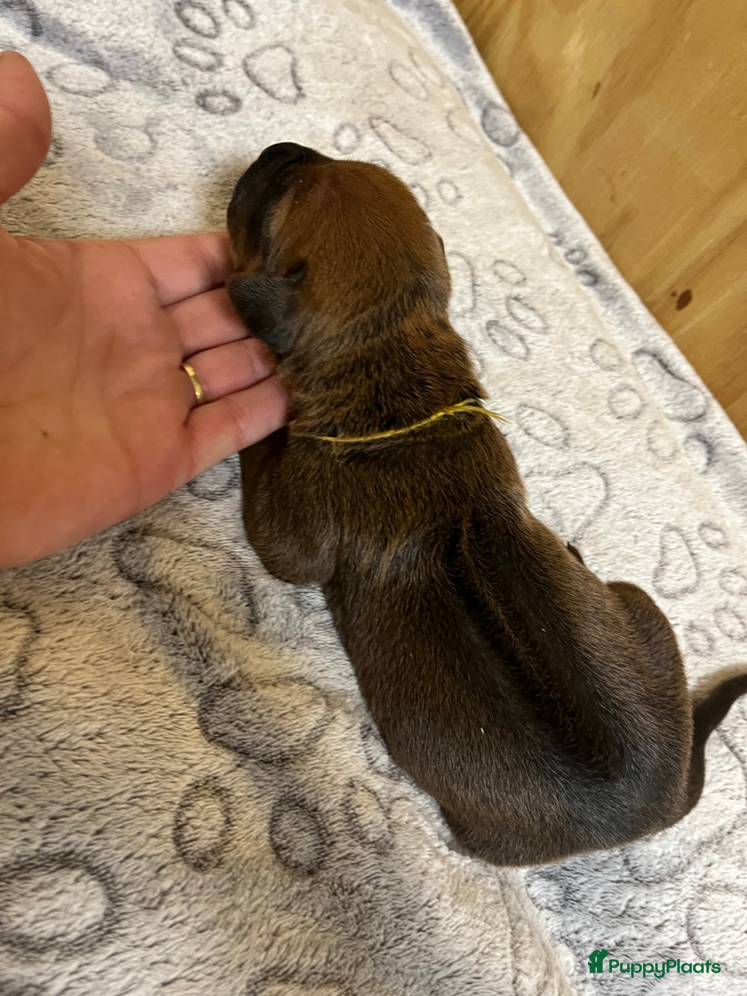 Rhodesian Ridgeback honden te koop: Rhodesian Ridgeback 7 reutjes geboren - Advertentie 18