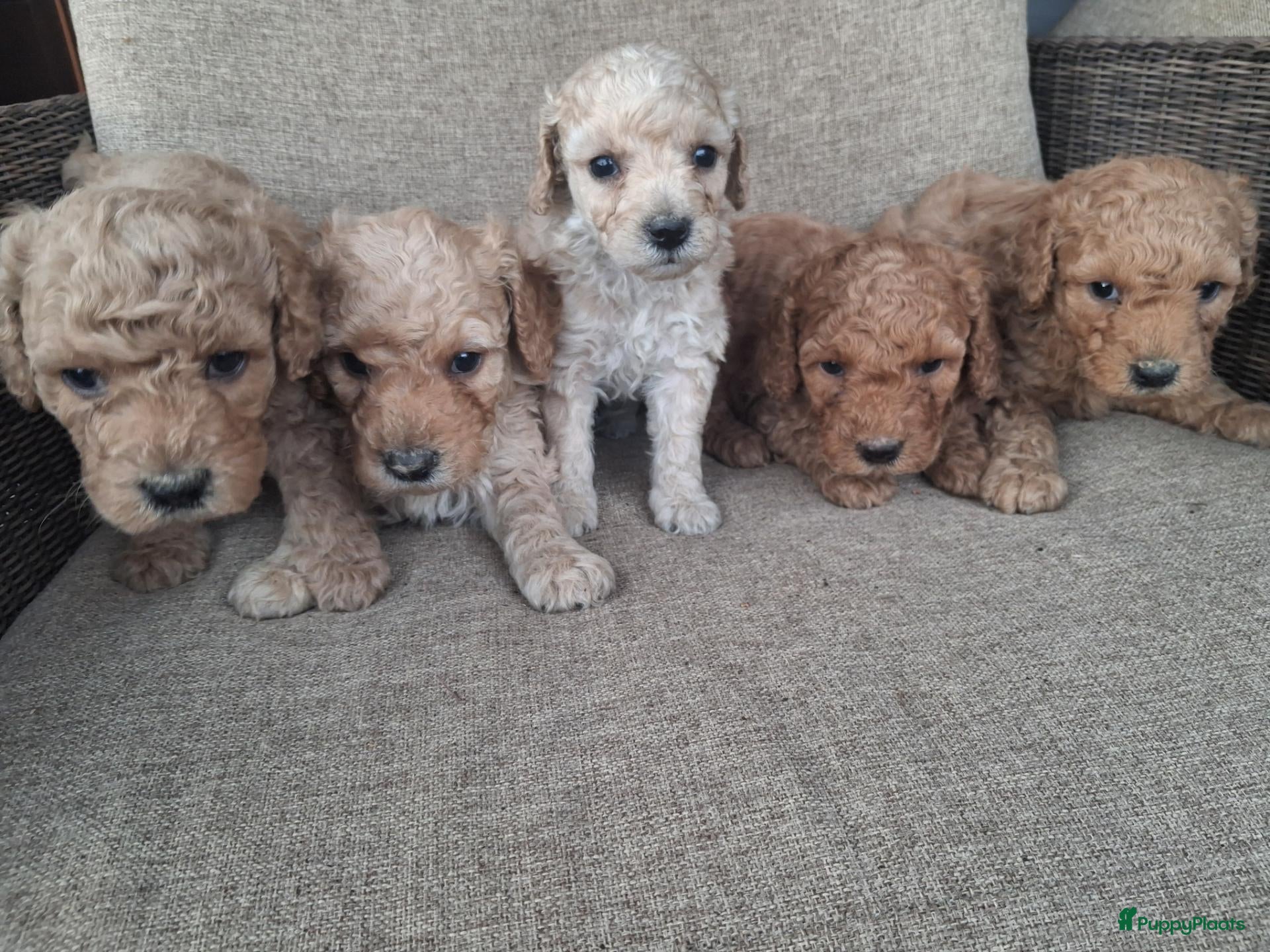 Australian Labradoodle honden Prachtige australian labradoodle puppy's  - Advertentie 2