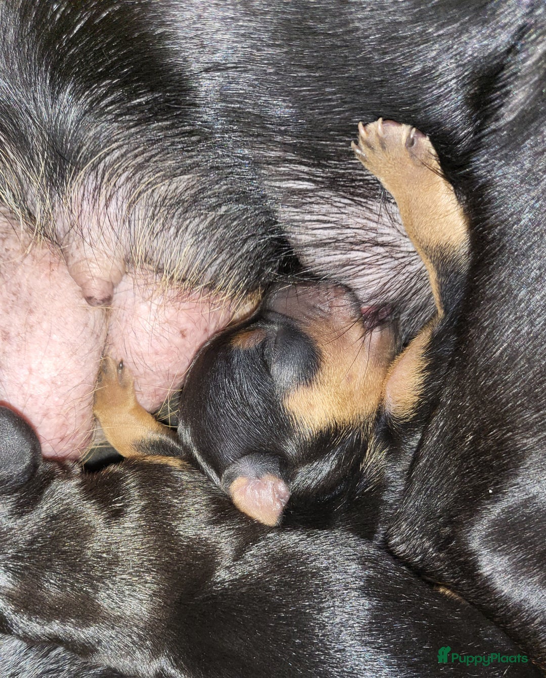 Dwergpinscher honden te koop: Geboren! 4 dwergpinscher puppy's  - Advertentie 2